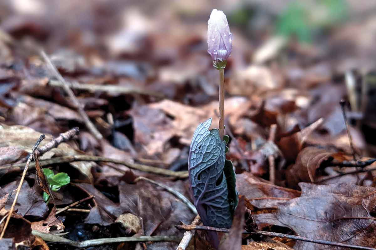 Bloodroot is named for the reddish-orange sap that oozes from its rhizome. Adam Bigelow photo