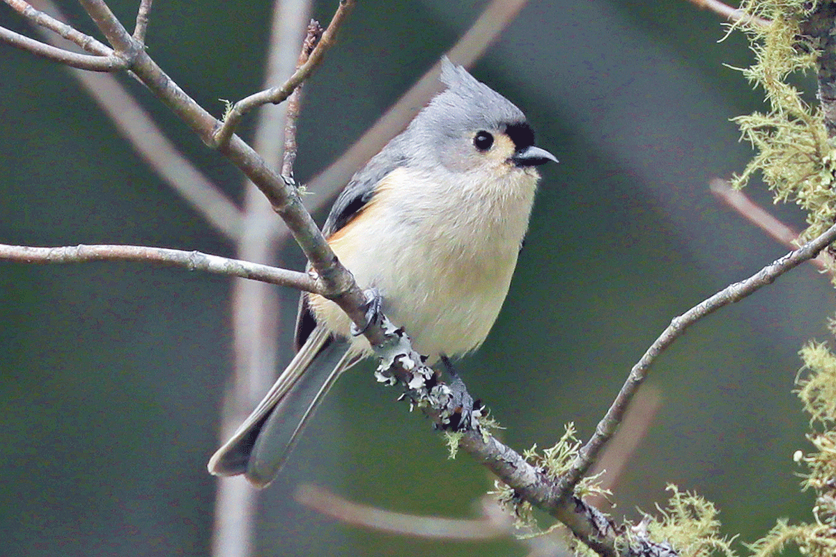 A tufted titmouse perches on a twig. Greg Clarkson photo