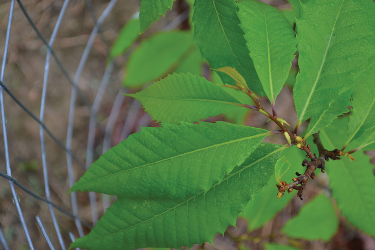 American Chestnut Day at the Arboretum