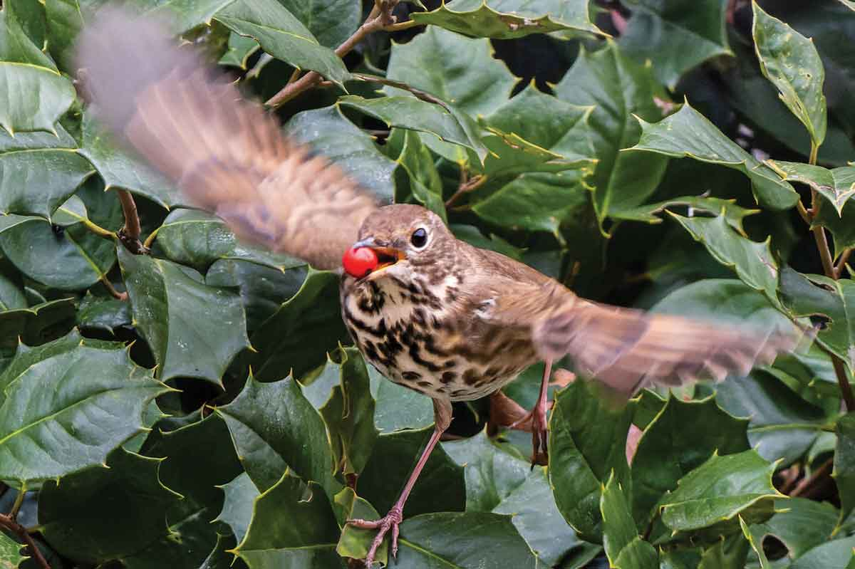 A hermit thrush flies off with a holly berry. Quintin Ellison photo