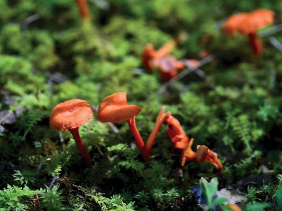 Cantharellus cinnabarinus, also called cinnabar chanterelle, is one of Western North Carolina’s many edible mushrooms. Holly Kays photo