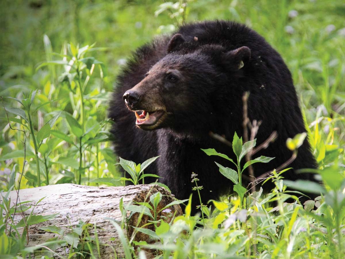 Western North Carolina&#039;s black bear population has increased significantly over the last 50 years. Warren Bielenberg photo