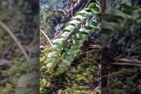 The Joyful Botanist: These ferns rock, and roll