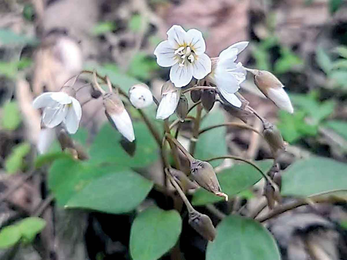 Notes from a plant nerd: A little beauty on an early spring day