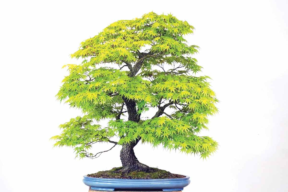 A maple tree bonsai sits on display.  N.C. Arboretum photo