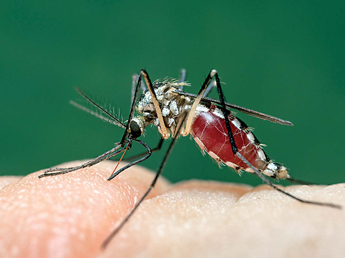 Native to North America, the eastern tree hole mosquito was found on a batch of used tires shipped to Europe, but is thought to have been exterminated from the continent. Anders Lindström photo