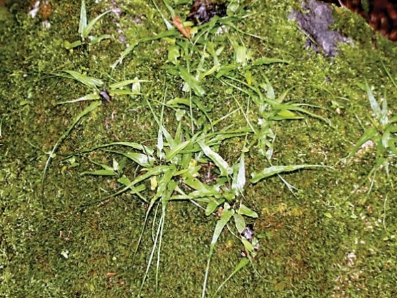 Cherokee had uses for many local plants