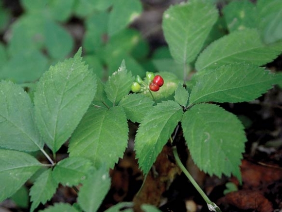 Protecting mountain gold: Balsam uses dye to thwart ginseng poachers