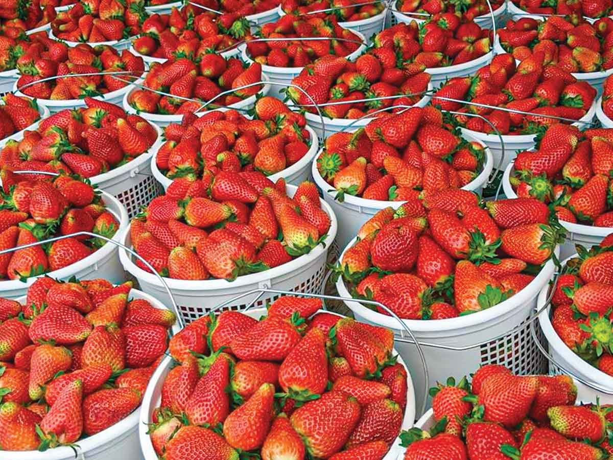 Do you like strawberries?