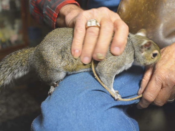 Angel, Cowboy’s pet squirrel, attends church with him regularly. Cory Vaillancourt photo