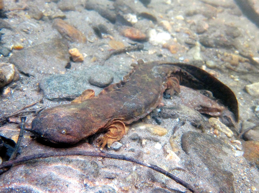 Hellbenders are listed as a species of special concern in North Carolina. File photo