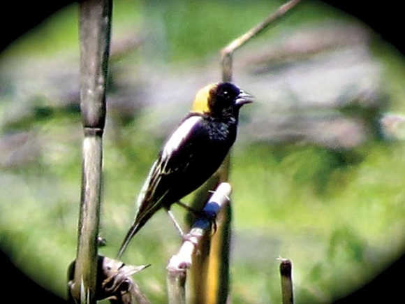The Naturalist's Corner: Even bad days can be good