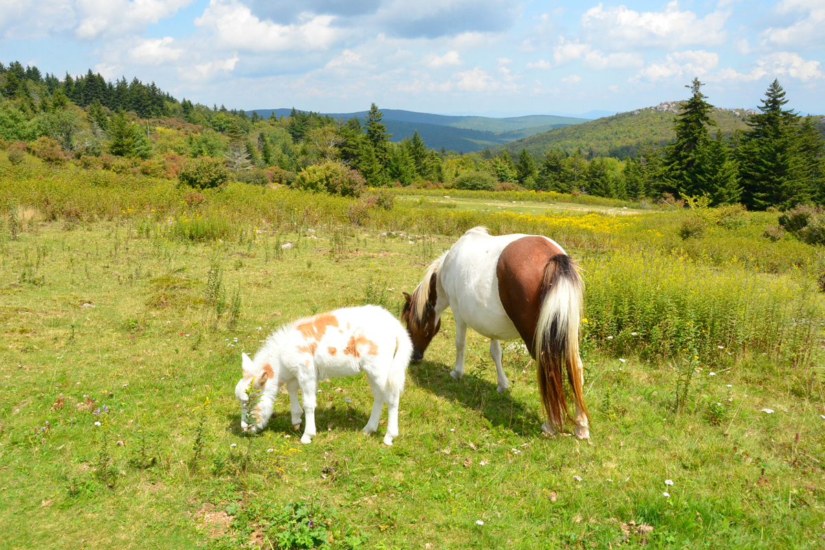 Wild ponies in Grayson Highlands State Park. Wikimedia commons photo