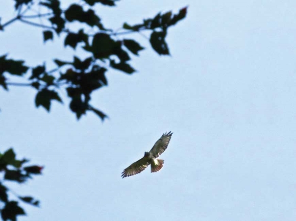 Soaring red-tail. Don Hendershot photo