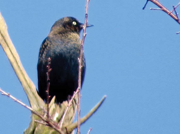Rusty blackbird fall 2019. Don Hendershot photo