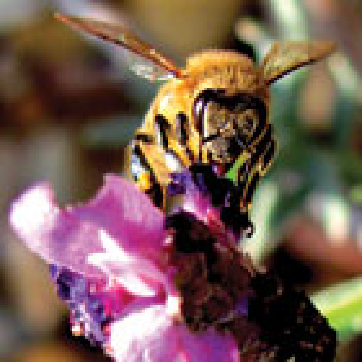 Smoky Mountain Beekeepers to talk pollinator gardens