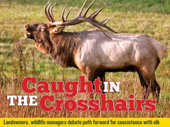 Growing elk population triggers landowner conflicts, land conservation efforts