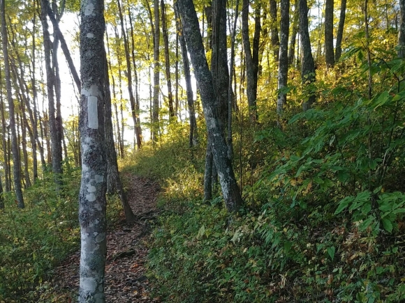 The Appalachian Trail at Tellico Gap. (photo: Garret K. Woodward) 