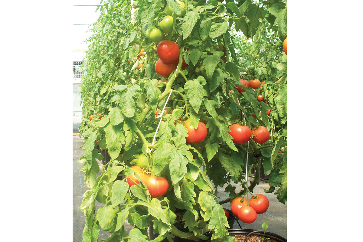 A loaded tomato vine comes ripe. File photo