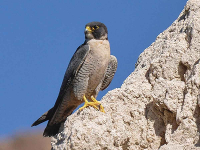 Peregrine Falcons - Cuyahoga Valley National Park (U.S. National Park  Service)