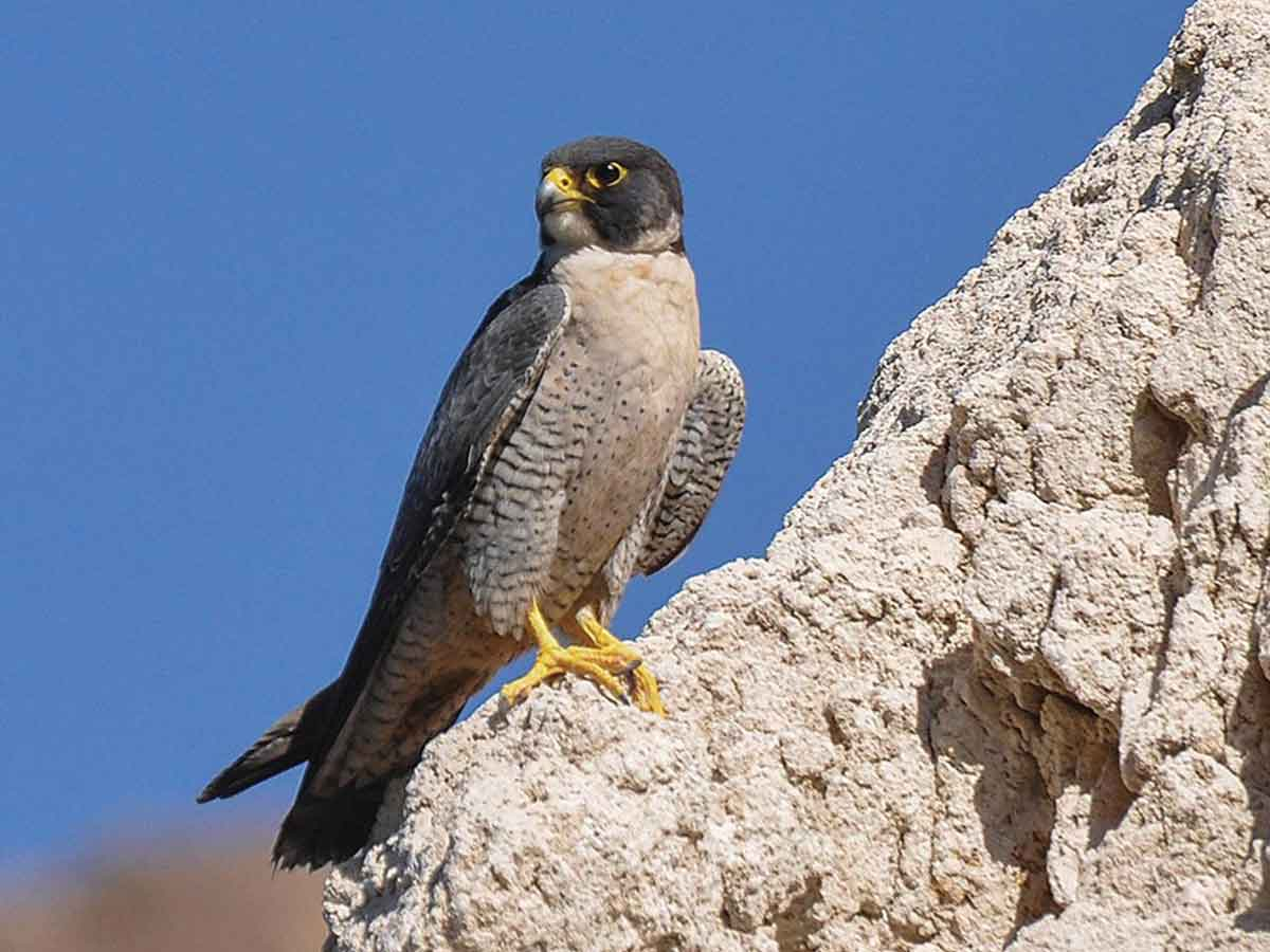 Though they’ve been removed from the federal list, peregrine falcons are still listed as endangered in North Carolina. Mitch Urban/NPS photo