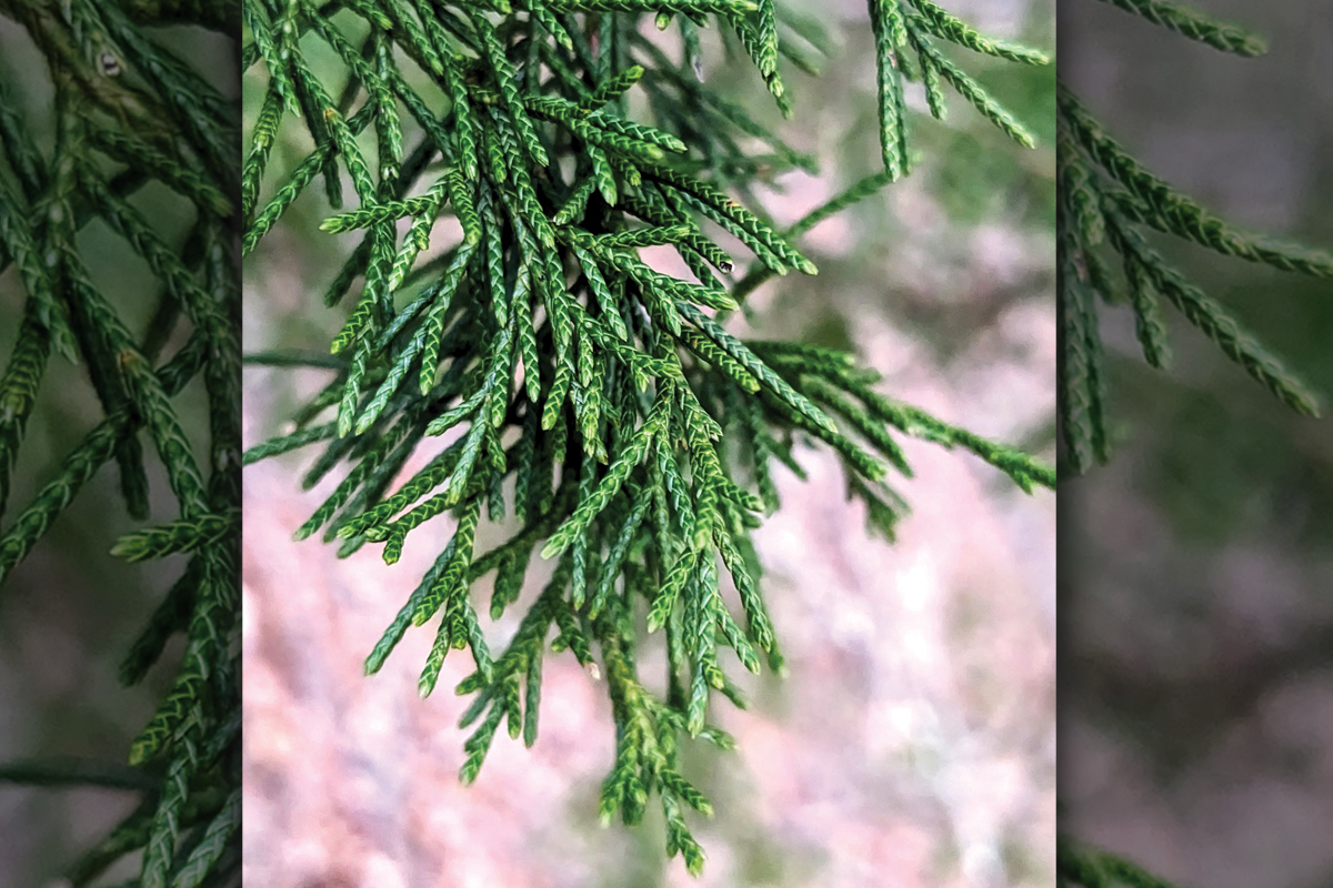 The red-cedar is not quite a cedar, it turns out. Adam Bigelow photo