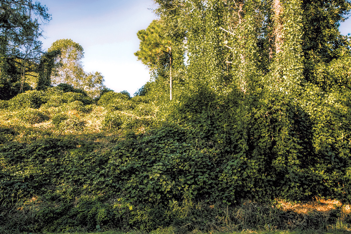 For a young Carden and freinds, kudzu fields offered endless opportunities for imagination. File photo