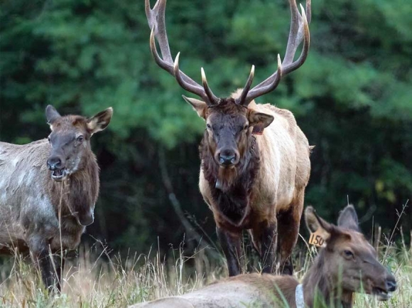 Adult male elk can weigh up to 1,000 pounds, though 600 to 800 pounds is more common.  @bigrromantic photo