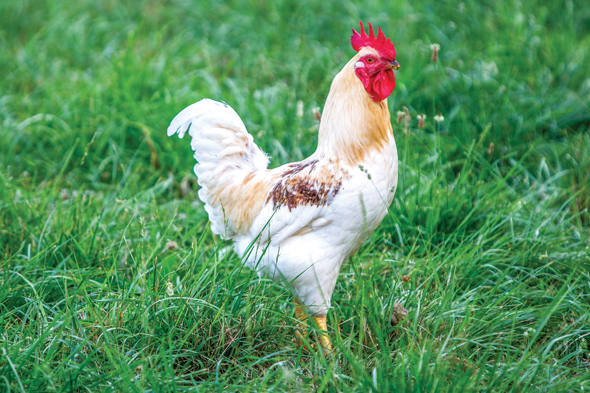 Backyard flock in Rutherford County tests positive for bird flu