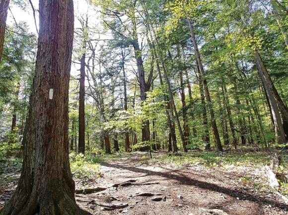 The Appalachian Trail in Dalton, Massachusetts. (photo: Garret K. Woodward)