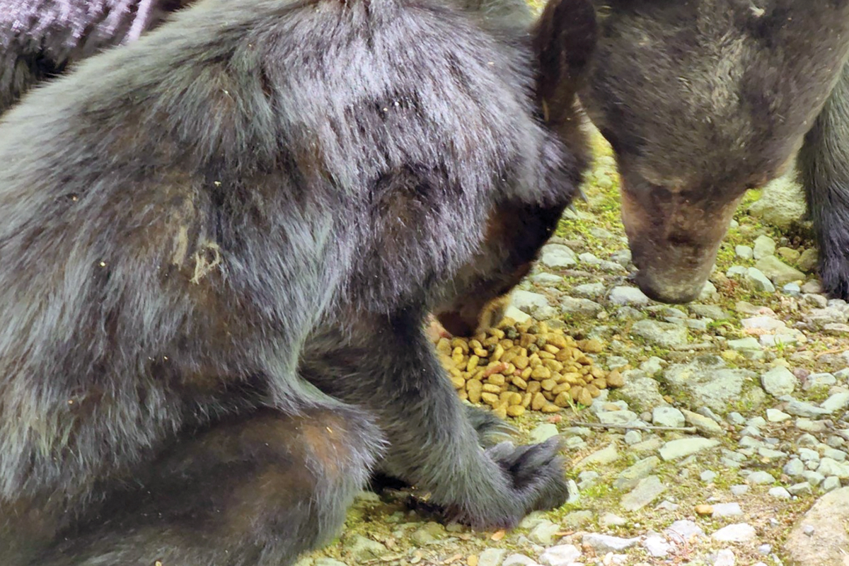 In a 2022 photo, bears eat dog food a person intentionally placed on the ground to attract them, a behavior that causes danger to both humans and bears. NPS photo 