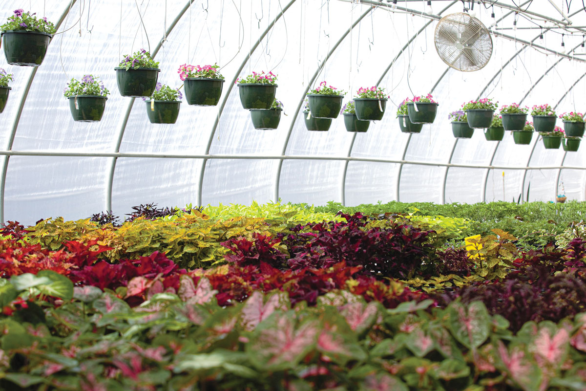 Lake Junaluska plant sale offers new varieties
