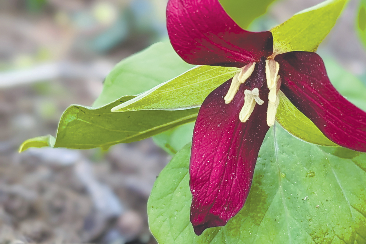 A red trillium (Trillium erectum) blooms alongside the Appalachian Trail.