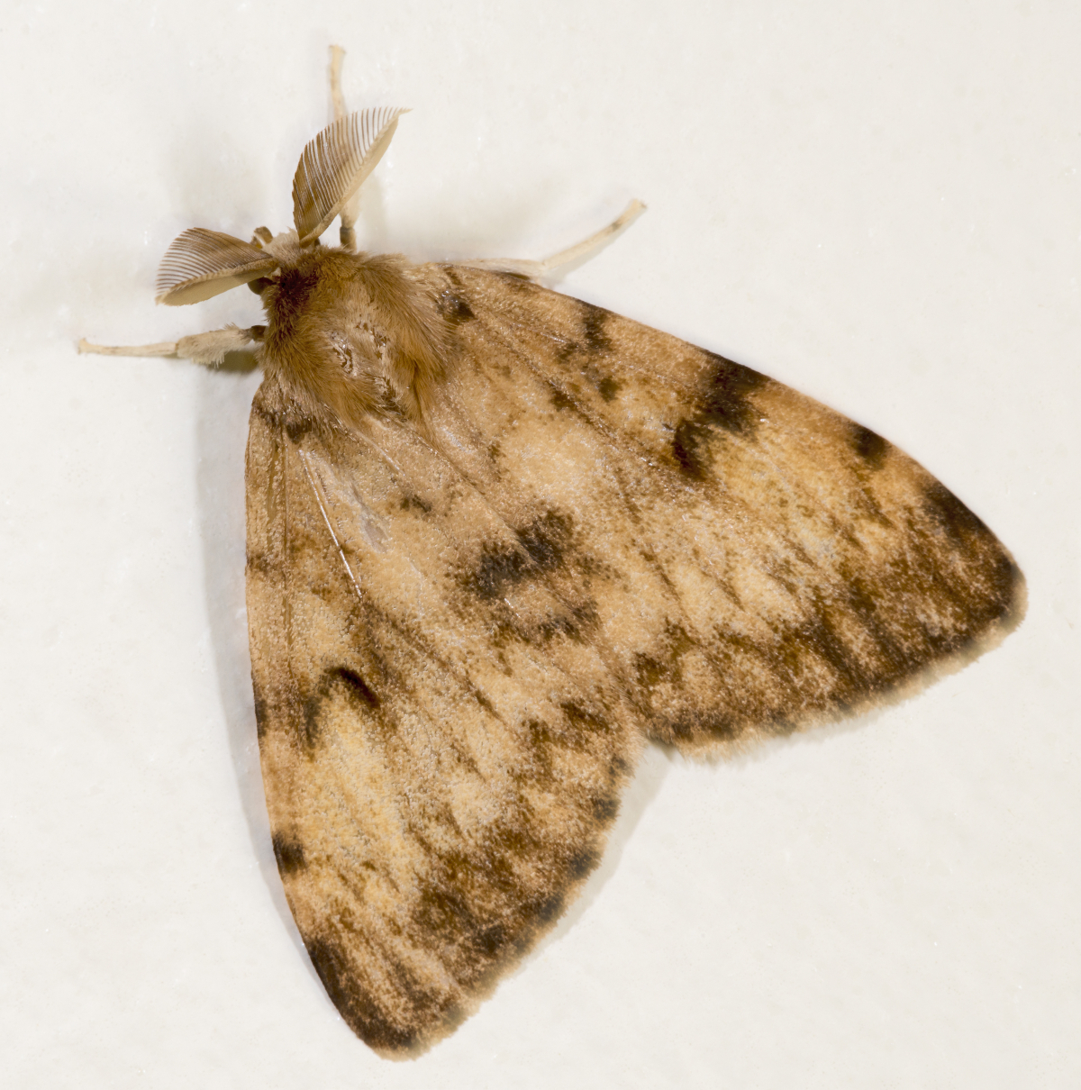 The presence of a devastating invasive moth has been detected in Haywood County.