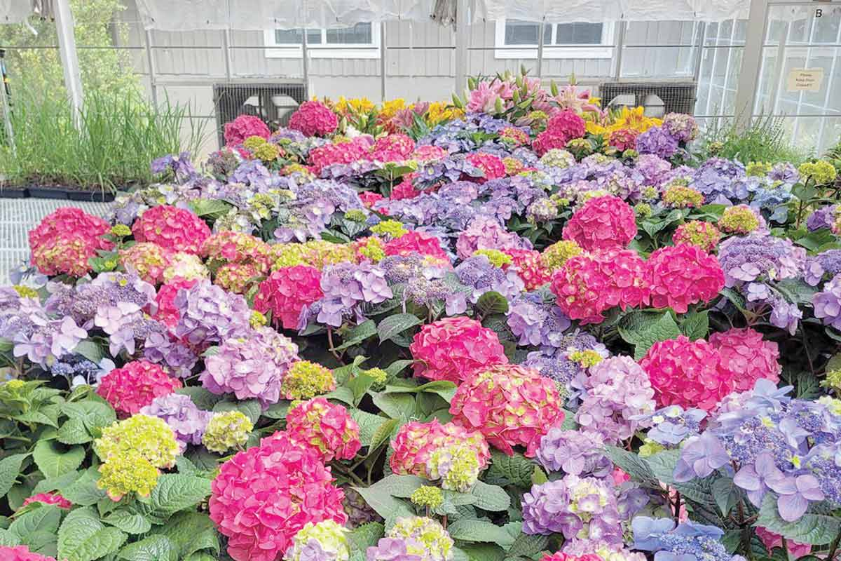 Hydrangeas bloom in the campus greenhouse at Haywood Community College. HCC photo