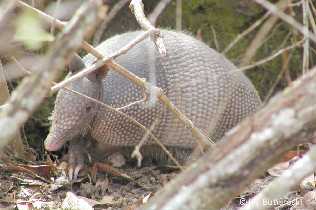 Report armadillo sightings