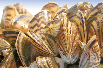 Harmful, invasive mussels found in popular fish tank plants