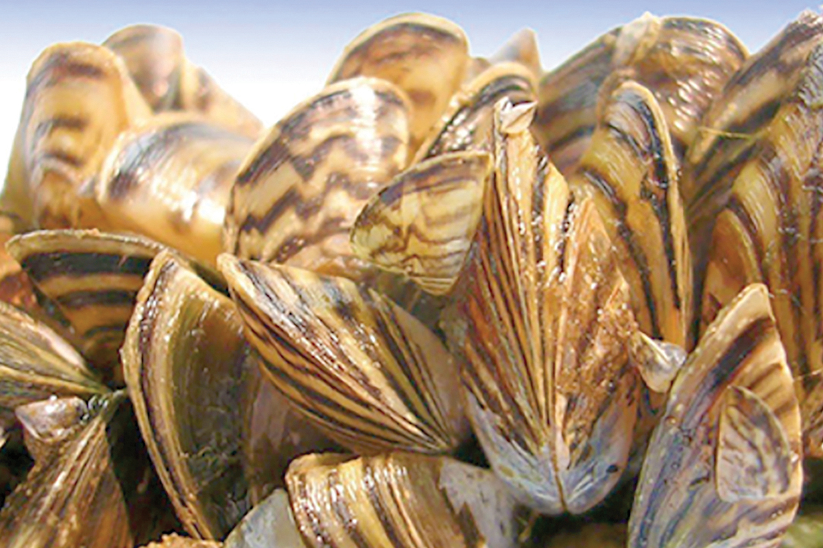 Zebra mussels, a harmful invasive species, have been found in North Carolina. File photo