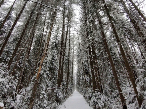 Bloomingdale Bog Trail. (Garret K. Woodward photo)