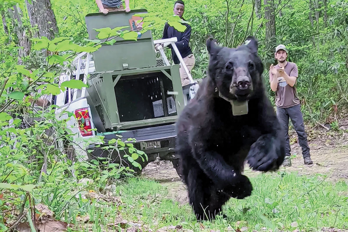 A GPS-collared bear runs into the woods after being trapped in Great Smoky Mountains National Park and relocated to Cherokee National Forest. Kristin Botzet photo