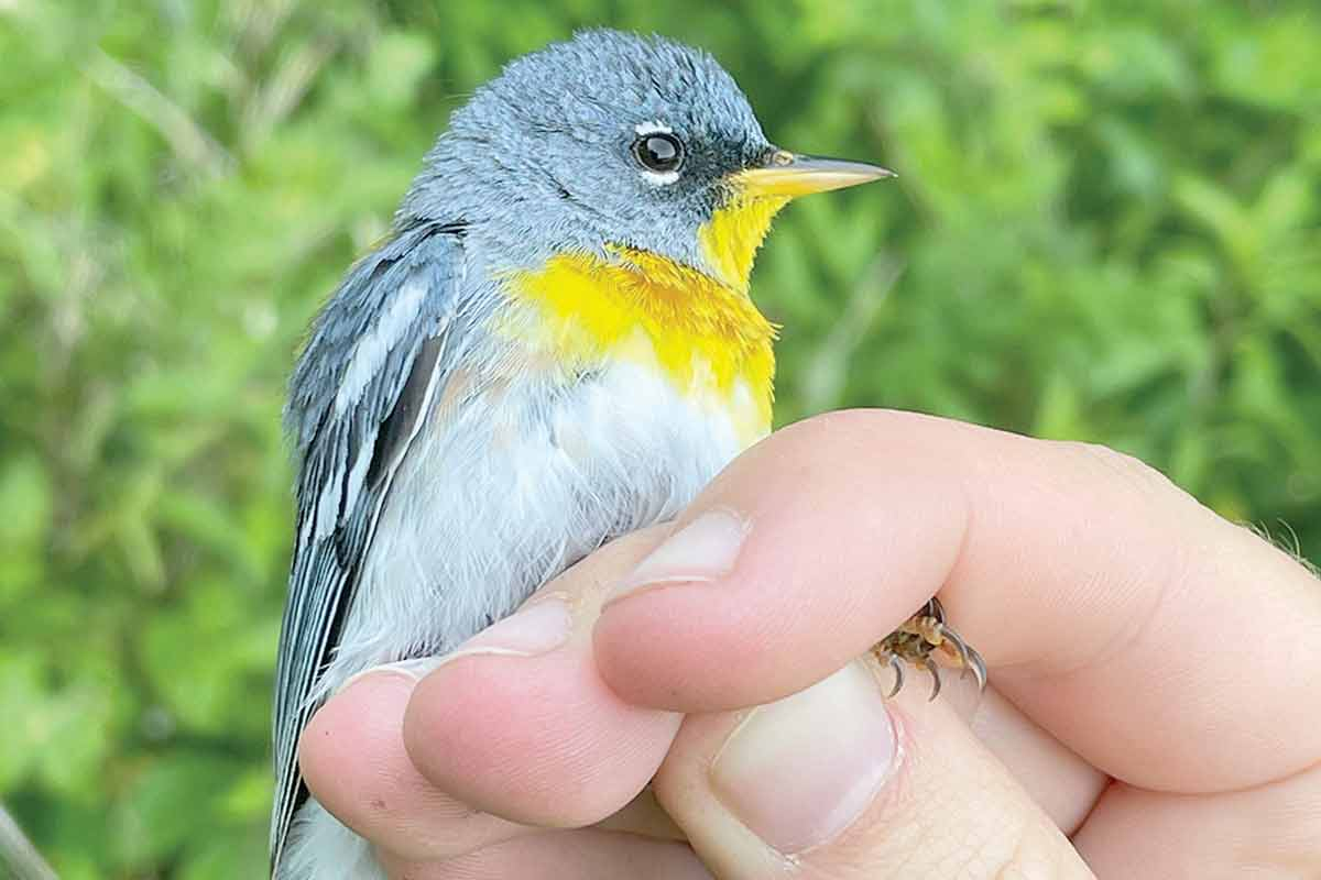 A northern parula is one of many bird species found at the Highlands Biological Station. Lauren Whitenack photo