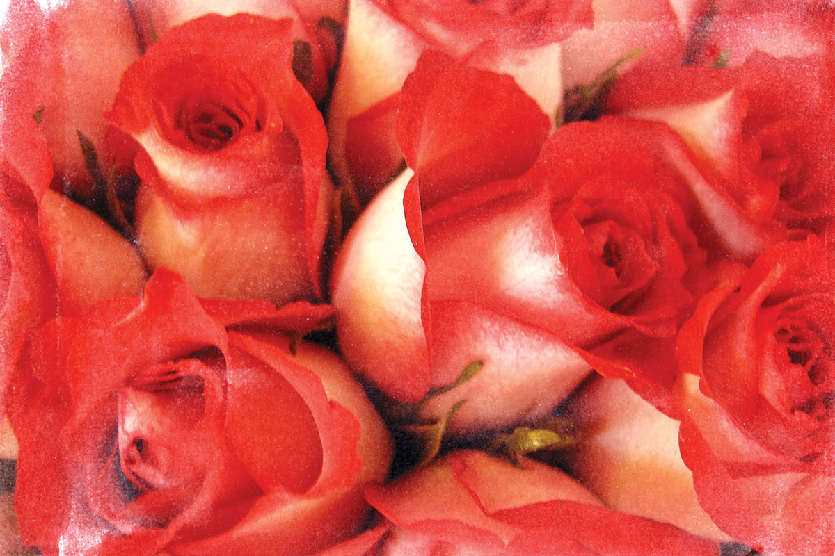 Rose show returns to NC Arboretum