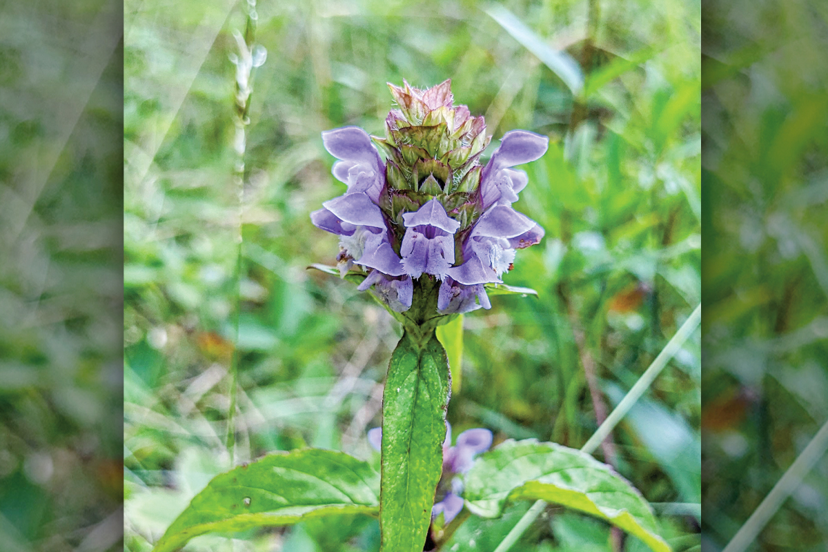 The Prunella vulgars is a member of the mint family and has medicinal benefits. Adam Bigelow photo