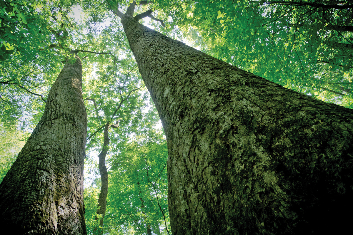 Joyce Kilmer Memorial Forest is home to old-growth trees. File photo