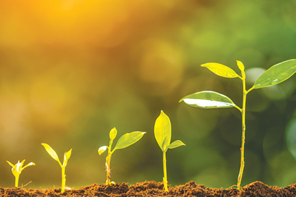 NC Forest Service tree seedlings on sale