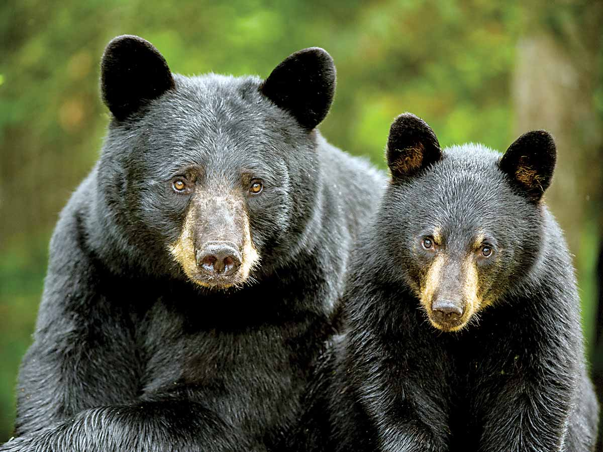 Male black bears weigh 130-500 pounds, while females are smaller, 90-350 pounds. Bill Lea photo
