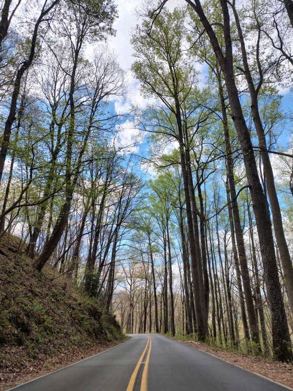 N.C. 151 near the Blue Ridge Parkway.