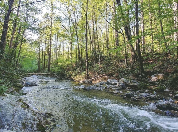 Martha Sundquist State Forest. (photo: Garret K. Woodward)