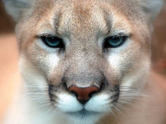 Mountain lion lore