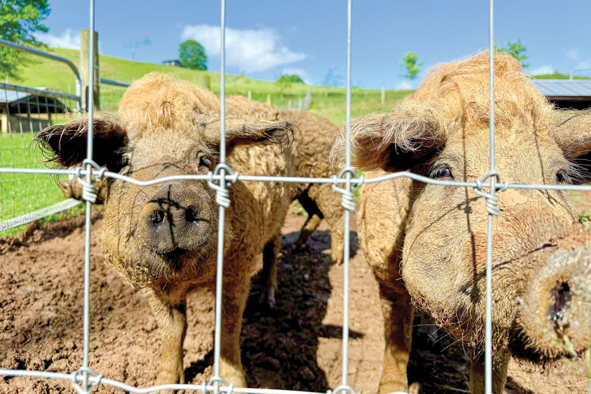 Mangalitsa pigs still lounge about in paddocks at Smoky Mountain River Ranch, but they’re only one component of the farm’s character. Cory Vaillancourt photo